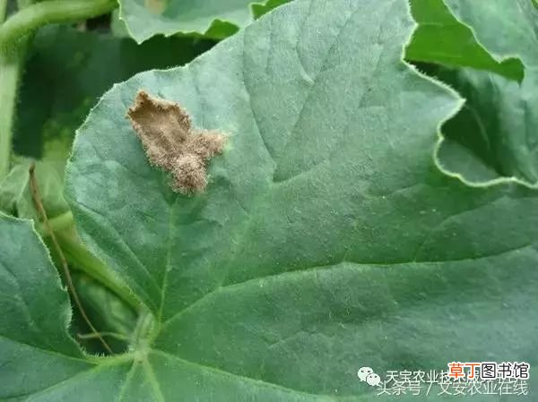 甜瓜病害 甜瓜高清病虫害图谱大集合！