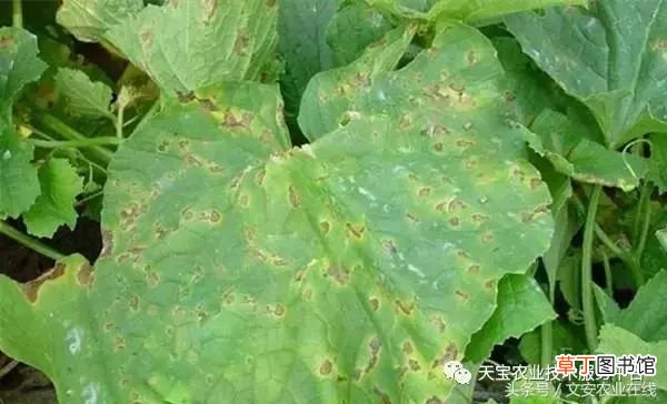 甜瓜病害 甜瓜高清病虫害图谱大集合！
