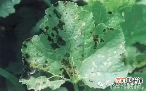 甜瓜病害 甜瓜高清病虫害图谱大集合！