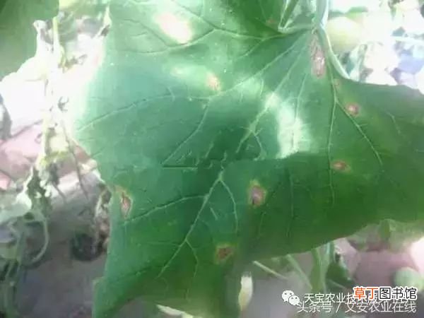 甜瓜病害 甜瓜高清病虫害图谱大集合！