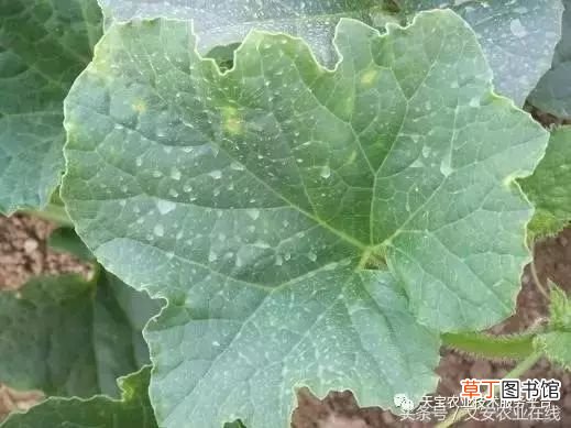 甜瓜病害 甜瓜高清病虫害图谱大集合！