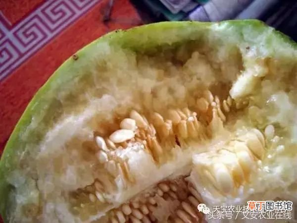 甜瓜病害 甜瓜高清病虫害图谱大集合！