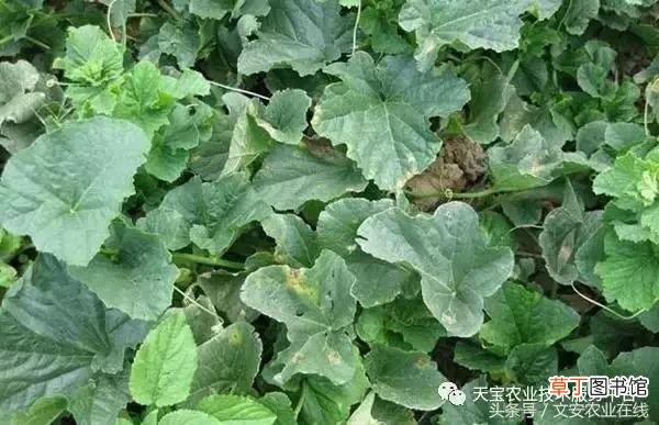 甜瓜病害 甜瓜高清病虫害图谱大集合！