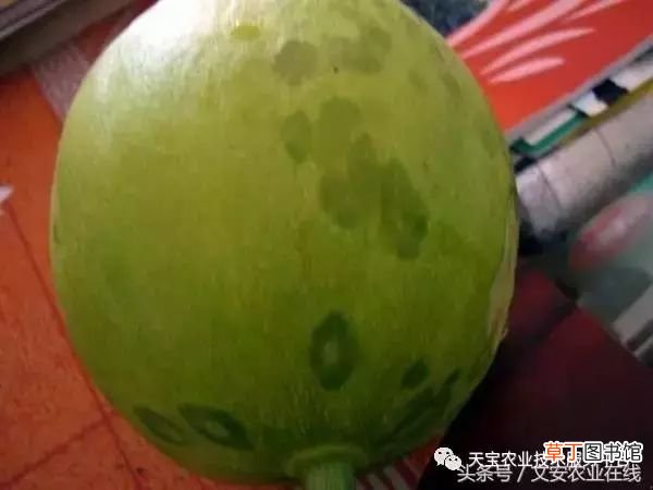 甜瓜病害 甜瓜高清病虫害图谱大集合！