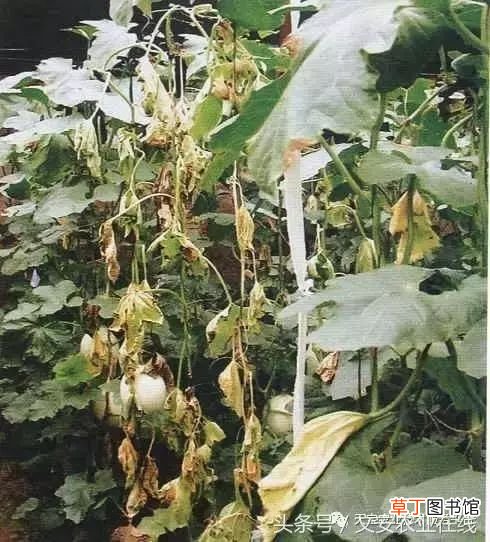 甜瓜病害 甜瓜高清病虫害图谱大集合！