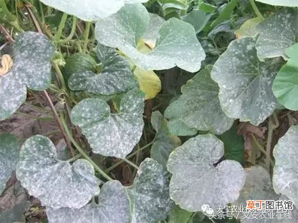 甜瓜病害 甜瓜高清病虫害图谱大集合！