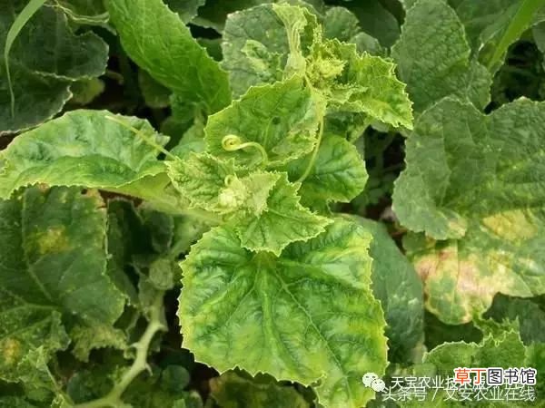 甜瓜病害 甜瓜高清病虫害图谱大集合！