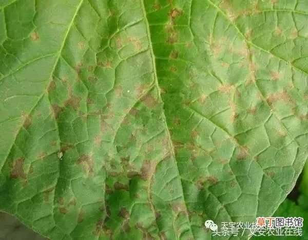 甜瓜病害 甜瓜高清病虫害图谱大集合！