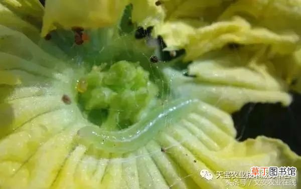 甜瓜病害 甜瓜高清病虫害图谱大集合！