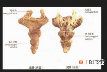 碰到尾骨为啥这么疼 为什么尾骨痛