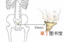 碰到尾骨为啥这么疼 为什么尾骨痛
