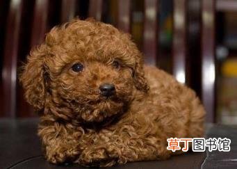 泰迪剪了尾巴有没有好处 泰迪为什么剪尾巴