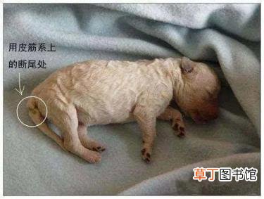 泰迪剪了尾巴有没有好处 泰迪为什么剪尾巴
