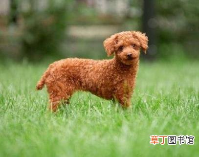 泰迪剪了尾巴有没有好处 泰迪为什么剪尾巴