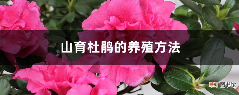 山育杜鹃的养殖方法
