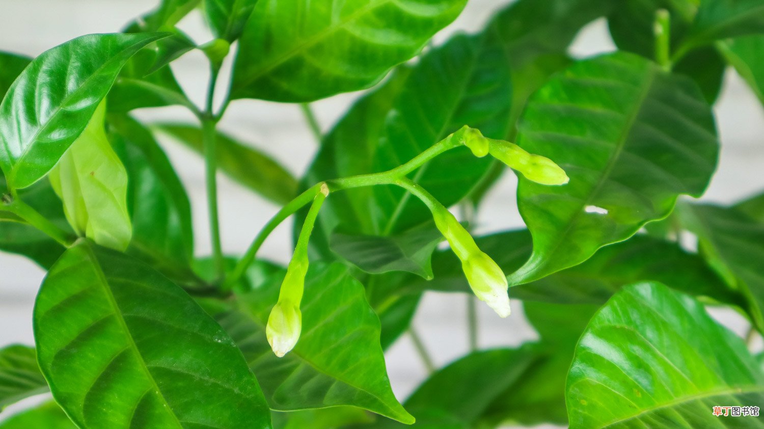 怎么养狗牙花