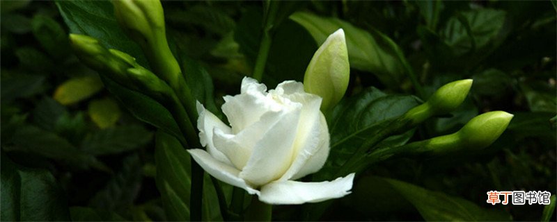 怎么养狗牙花