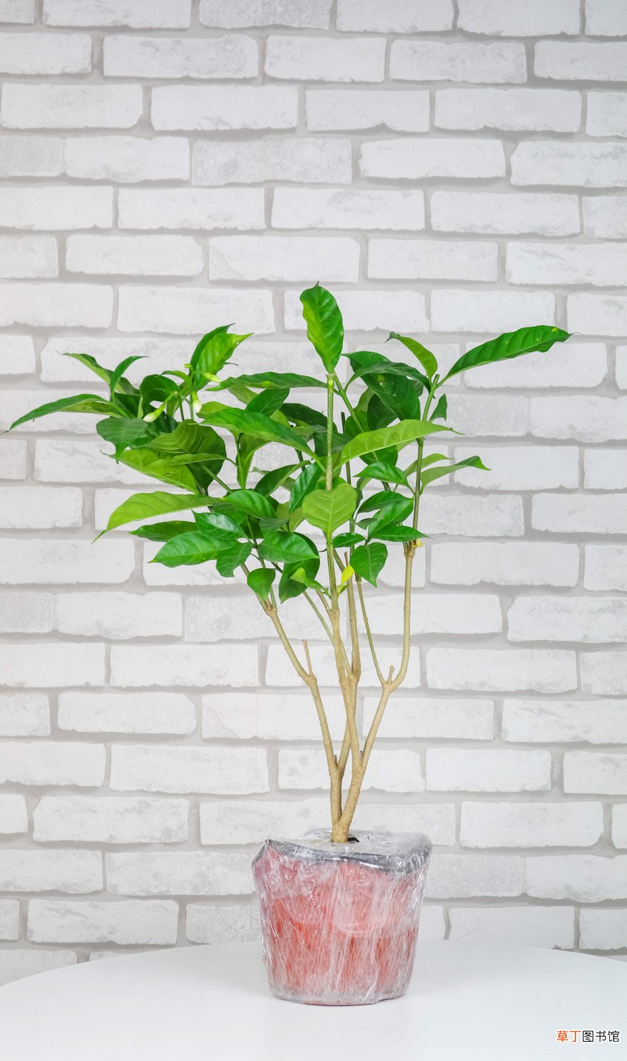 怎么养狗牙花