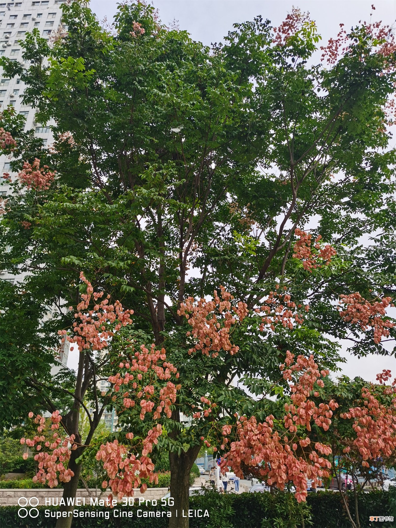 栾树的养殖方法