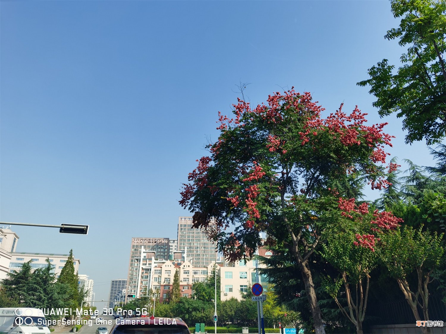 栾树的养殖方法