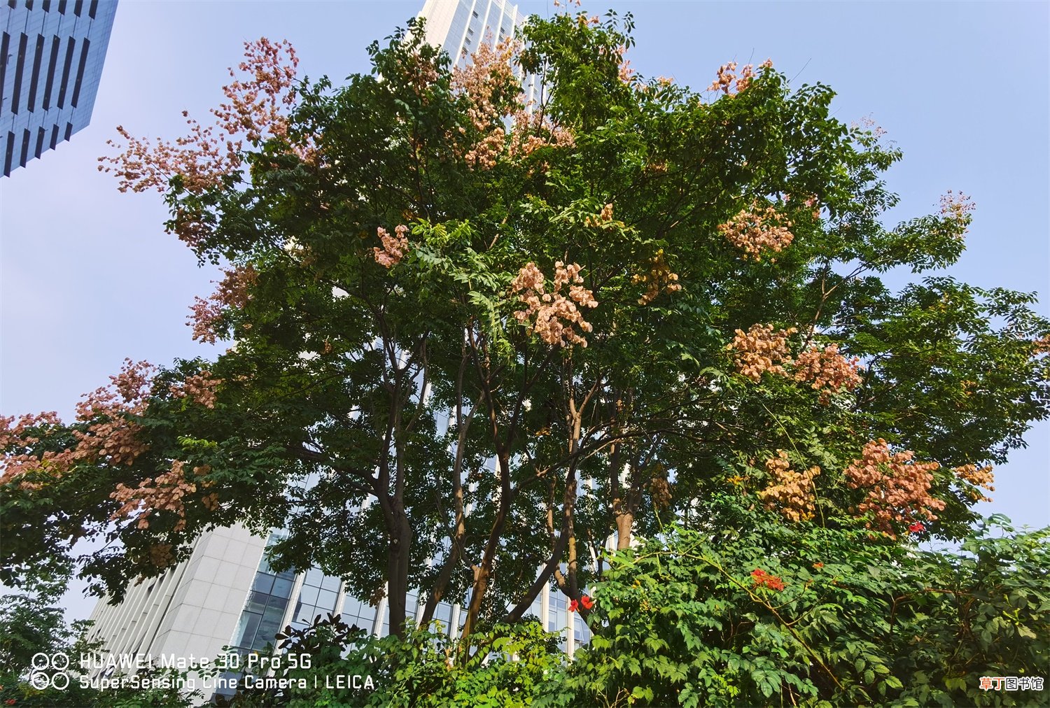 栾树的养殖方法