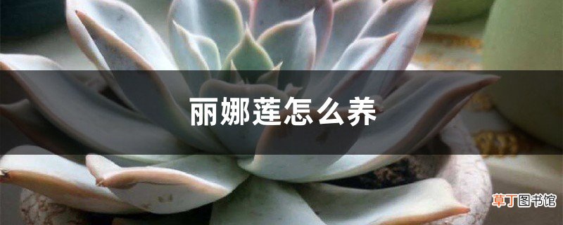 丽娜莲怎么养