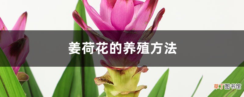 姜荷花的养殖方法