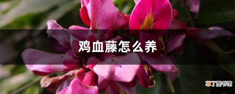 鸡血藤怎么养