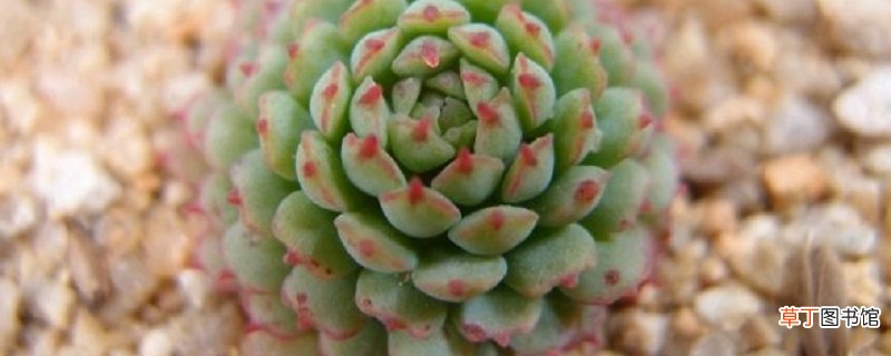 小红衣如何养