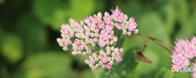 夕雾花如何养