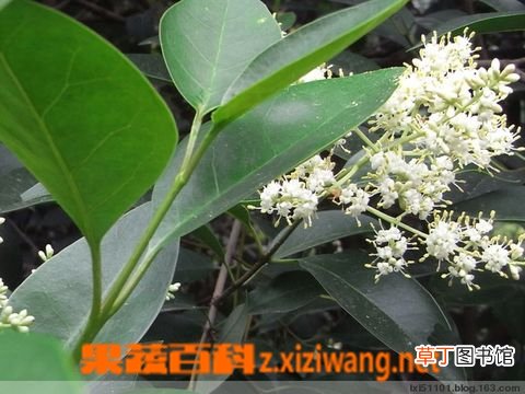 女贞子的功效和副作用