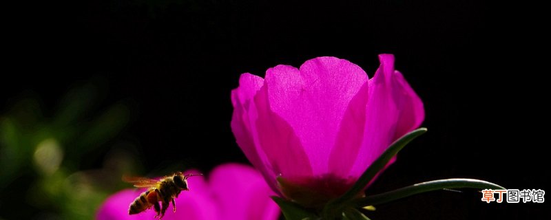 午时花如何养
