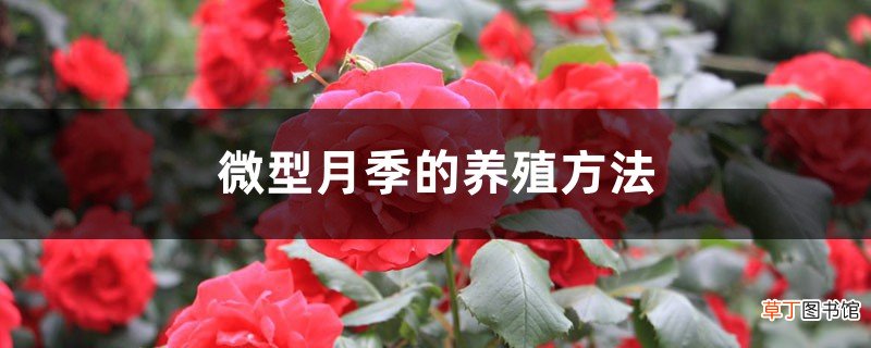微型月季的养殖方法
