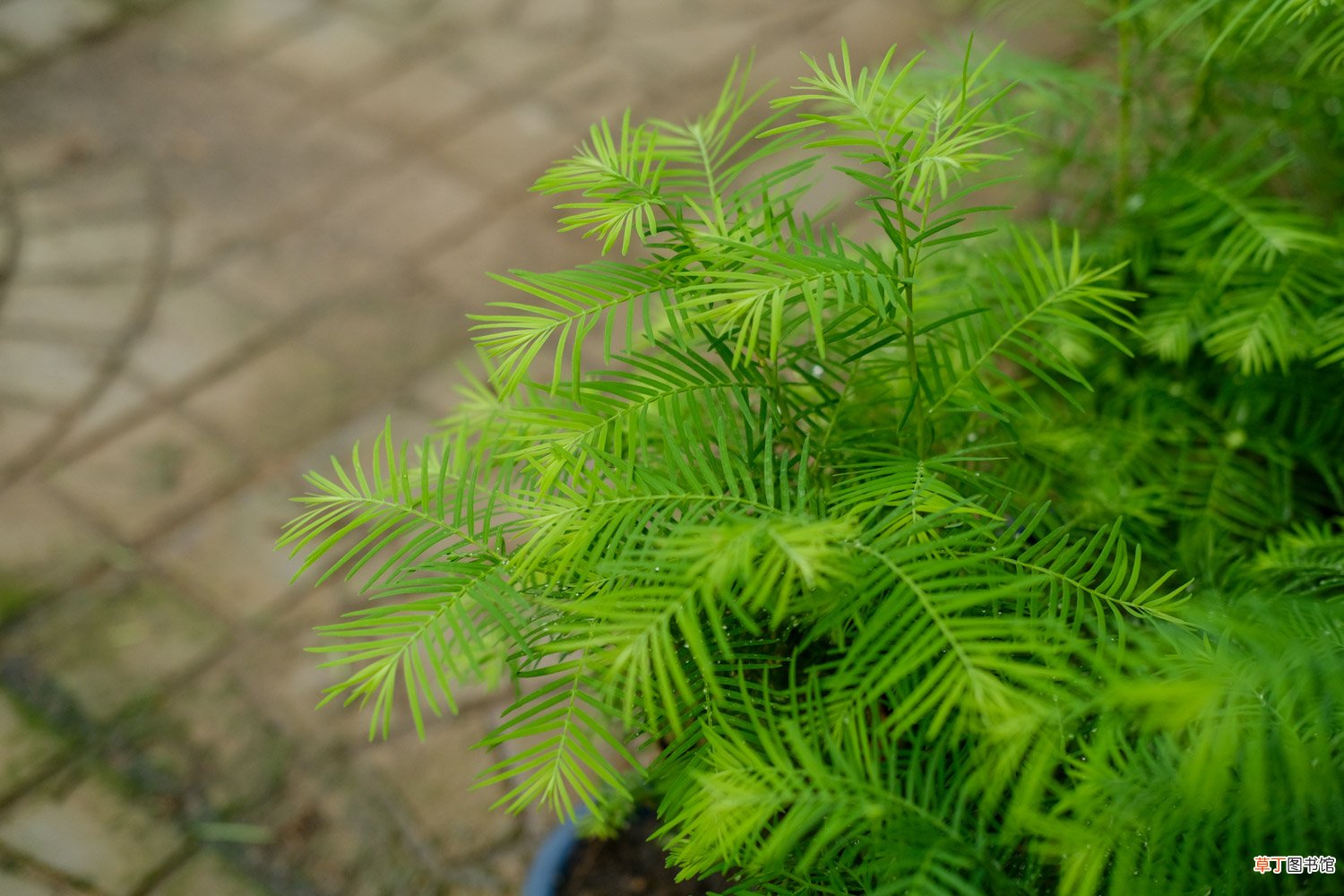 水杉怎么养长的好