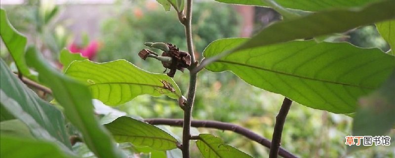 蛇皮果的养殖方法