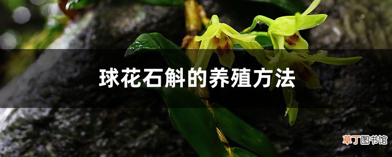 球花石斛的养殖方法