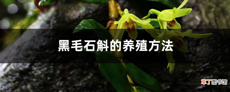 黑毛石斛的养殖方法
