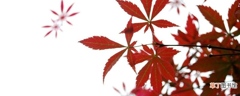 枫树如何养