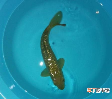 龙凤锦鲤 为什么锦鲤这么火