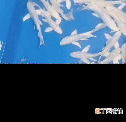 龙凤锦鲤 为什么锦鲤这么火