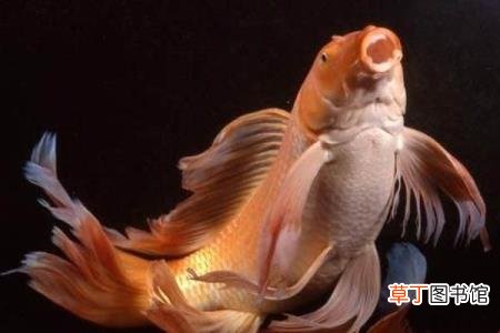 龙凤锦鲤 为什么锦鲤这么火
