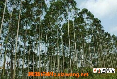 桉树的危害 种植桉树的副作用