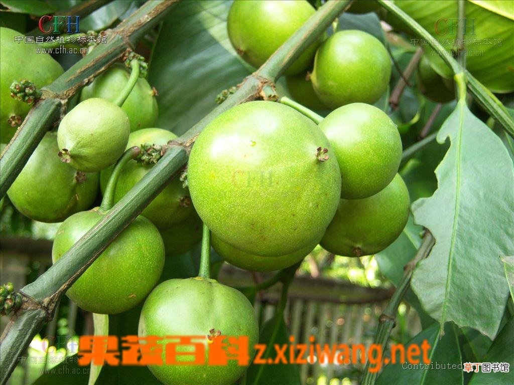 藤黄和功效和药理作用