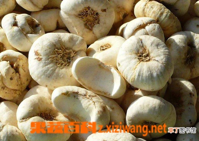 平贝母的功效与作用
