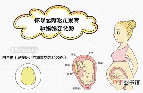 怀孕35周注意事项 怀孕35周胎儿发育详情