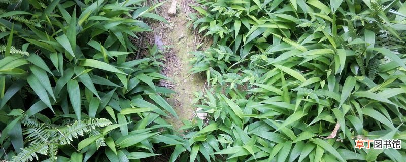 淡竹叶的养殖方法