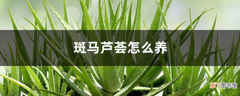 斑马芦荟怎么养