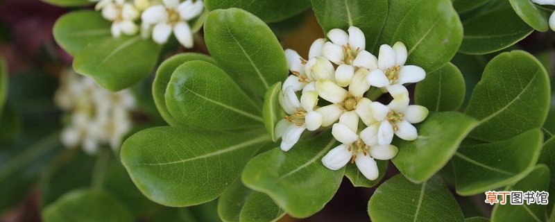八宝树的养殖方法