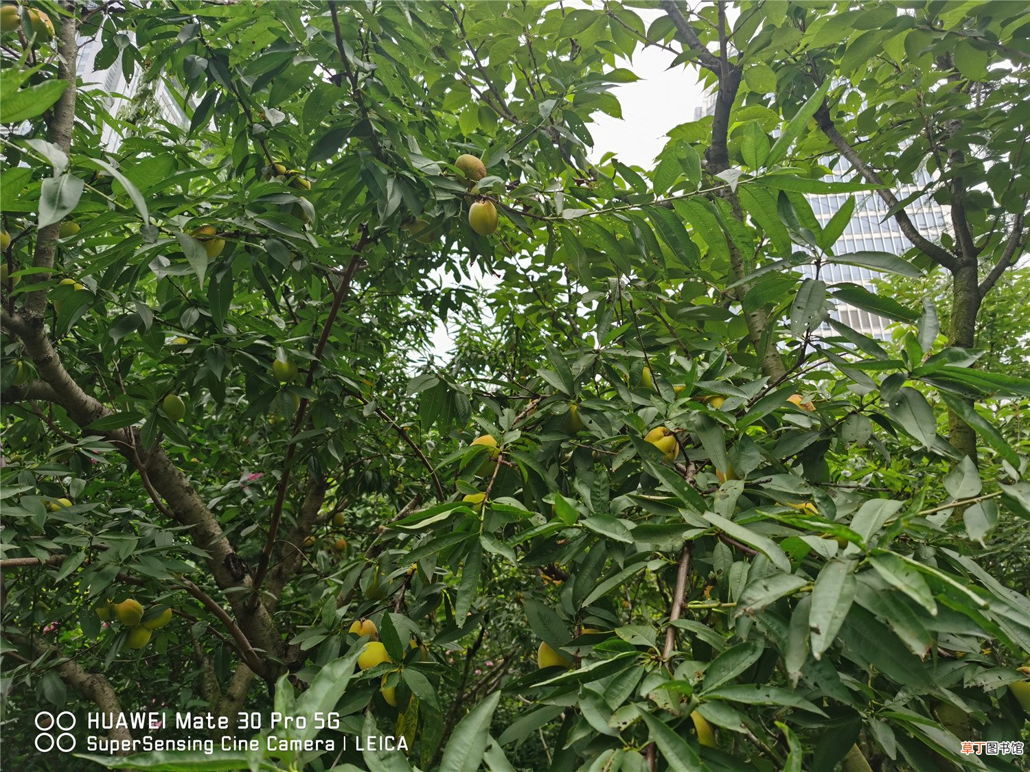 桃树芽接时间和方法