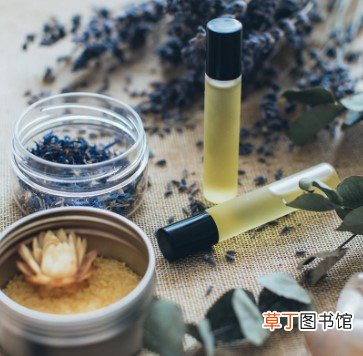 北美金缕梅的功效与作用